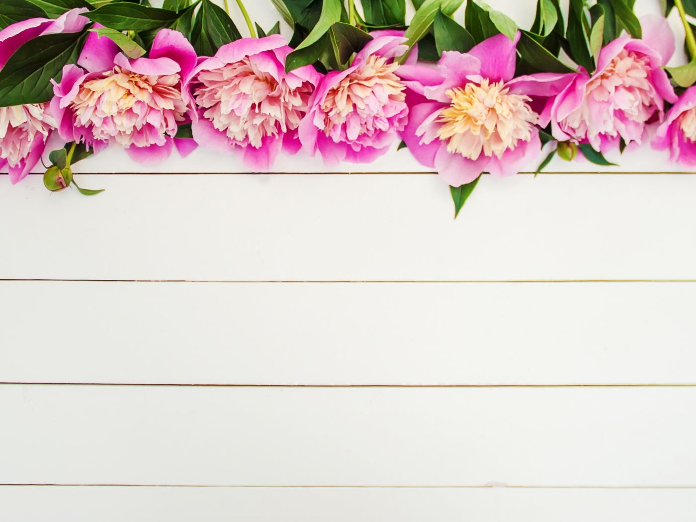 Розовые цветы пиона на белом деревянном фоне