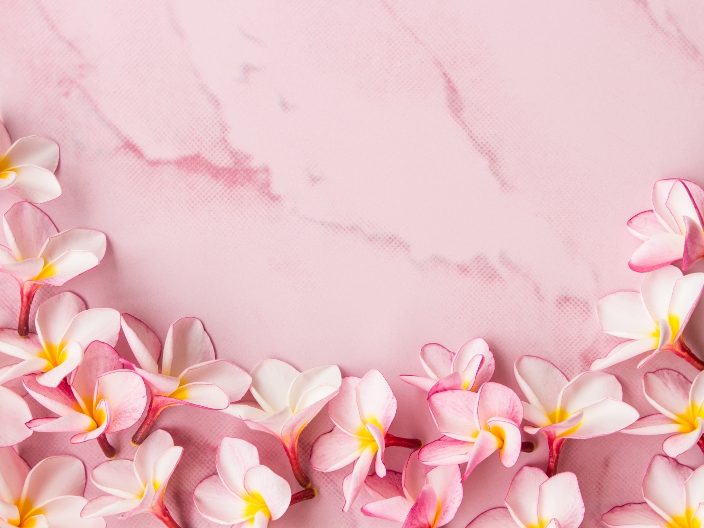Розовые цветы плюмерии на розовом фоне