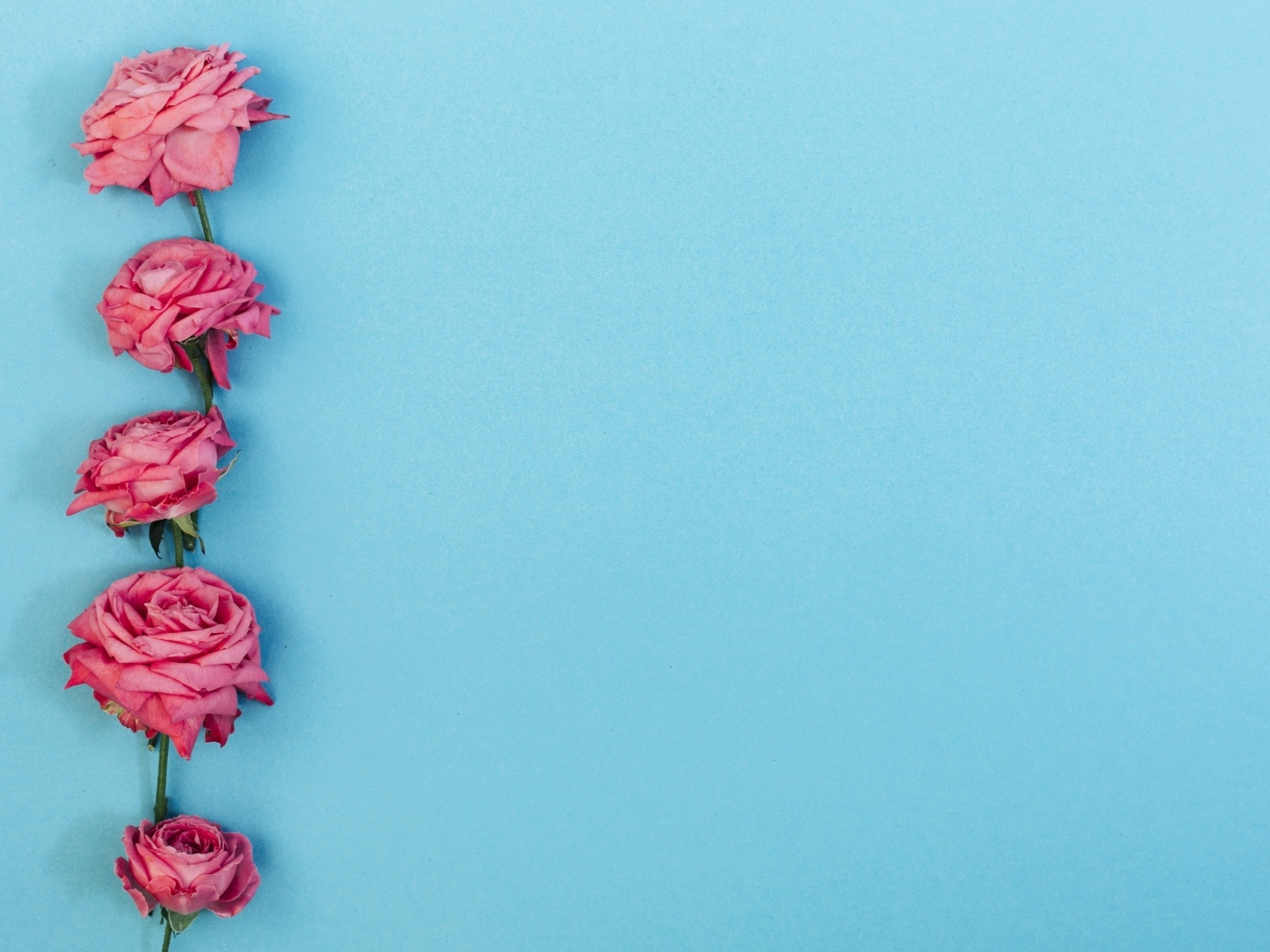 Розовые цветы розы на голубом фоне