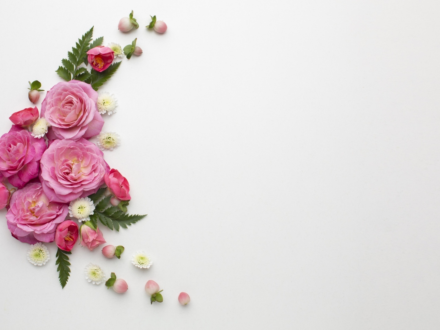 Розовые розы с зелеными листьями на сером фоне