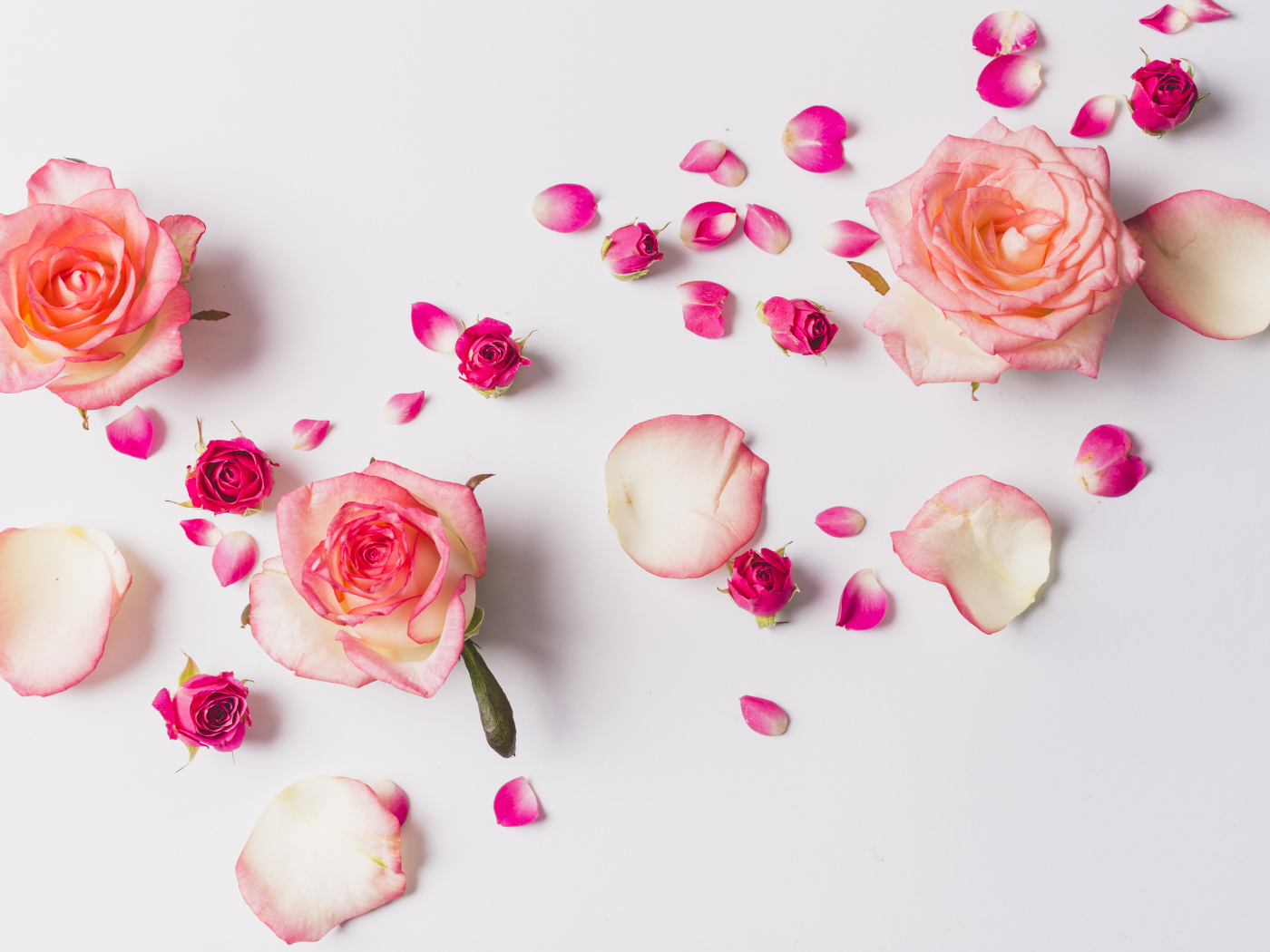 Розовые розы с лепестками на сером фоне