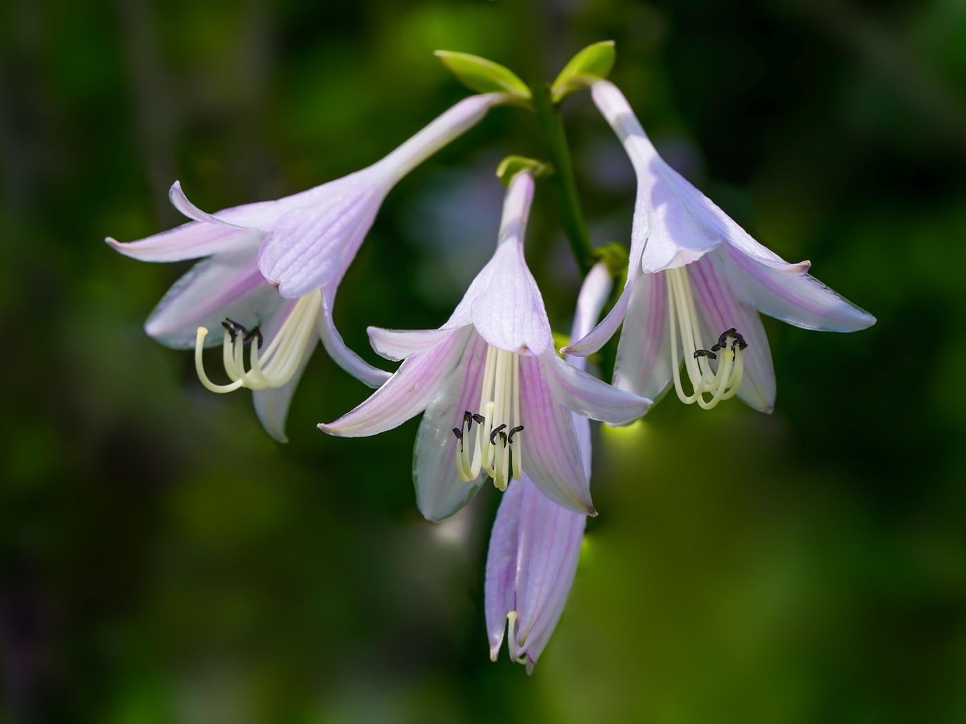 Розовые маленькие садовые лилии на ветке