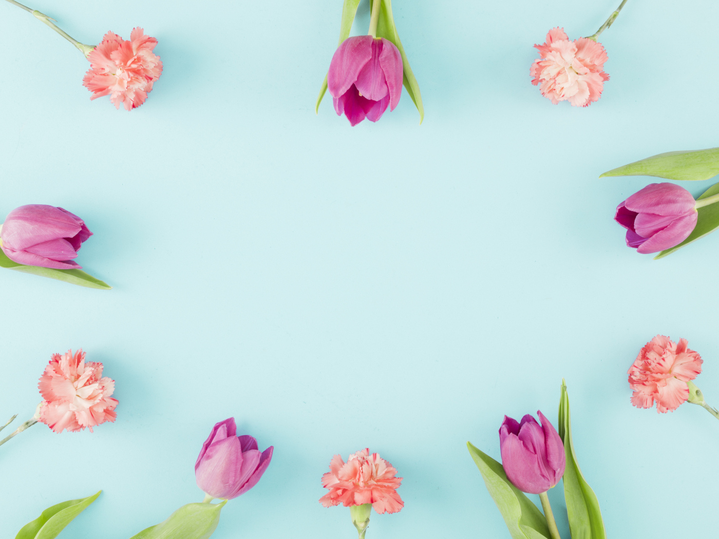 Розовые тюльпаны и гвоздики на голубом фоне, шаблон 
