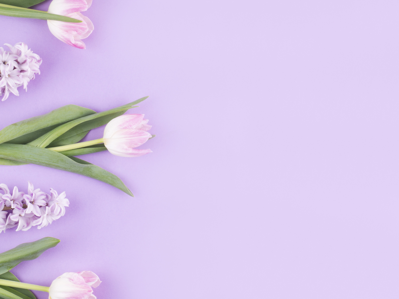Розовые тюльпаны с гиацинтами на сиреневом фоне