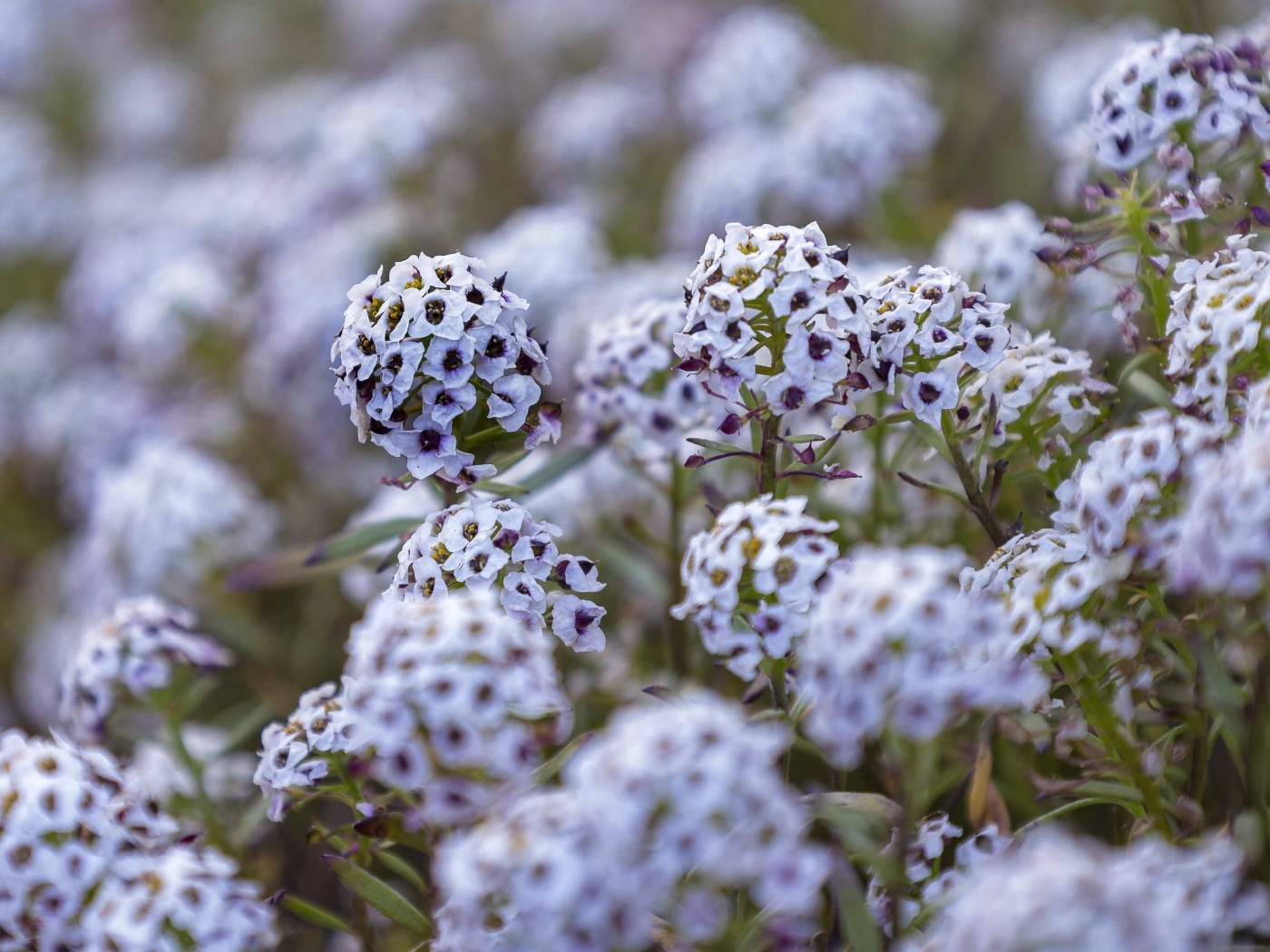 Фиолетовые цветы флокса на клумбе