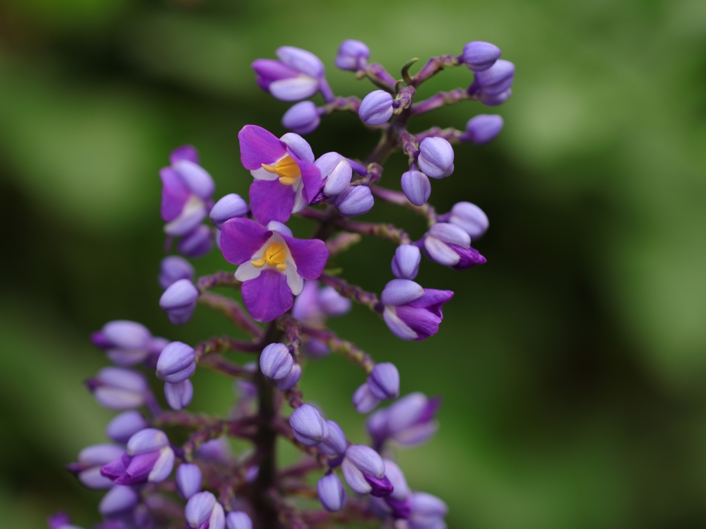 Фиолетовые маленькие цветы орхидеи крупным планом