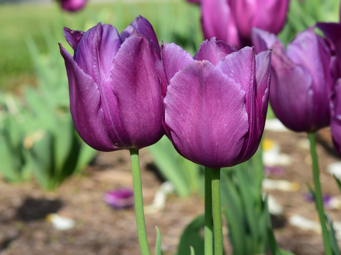 Фиолетовые тюльпаны в лучах солнца на клумбе