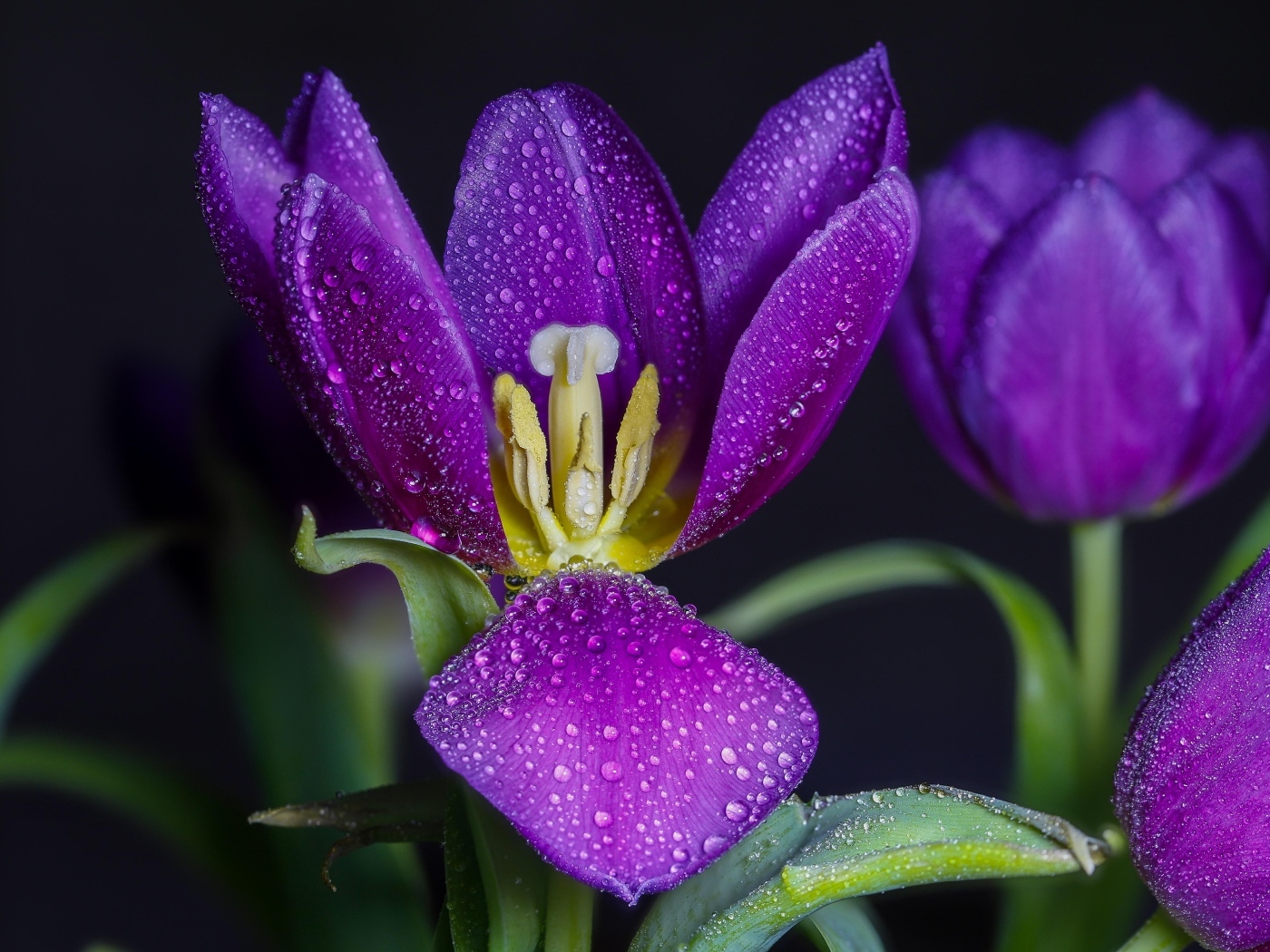 Фиолетовые тюльпаны в каплях воды
