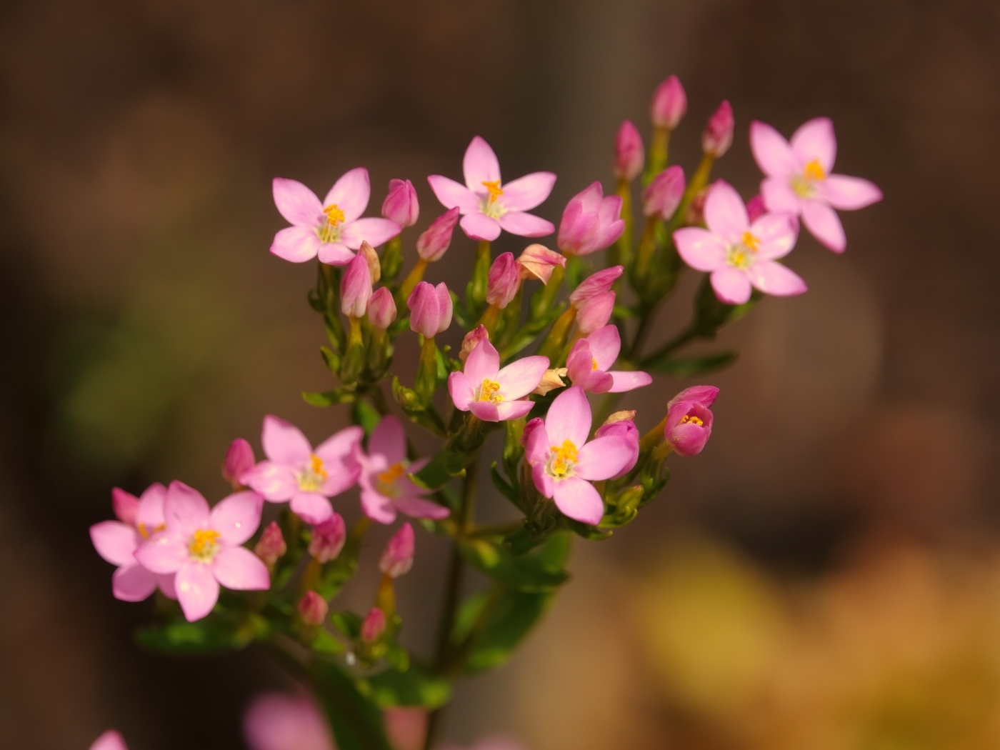 Настоящий розовый цветок к бутонами