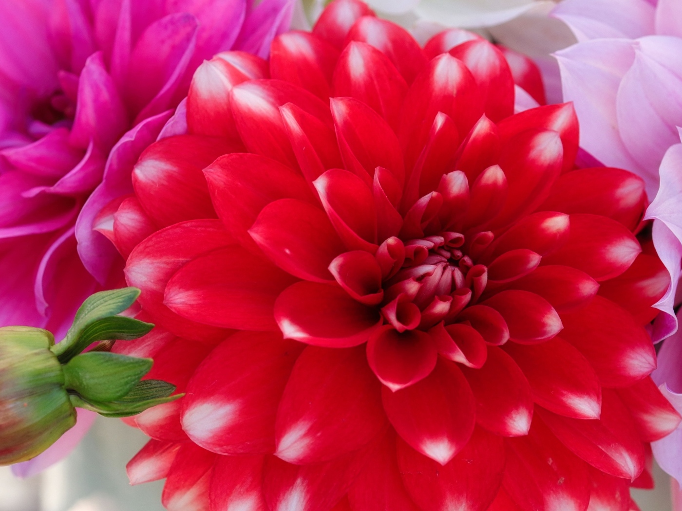 Красный цветок георгина с бутоном крупным планом