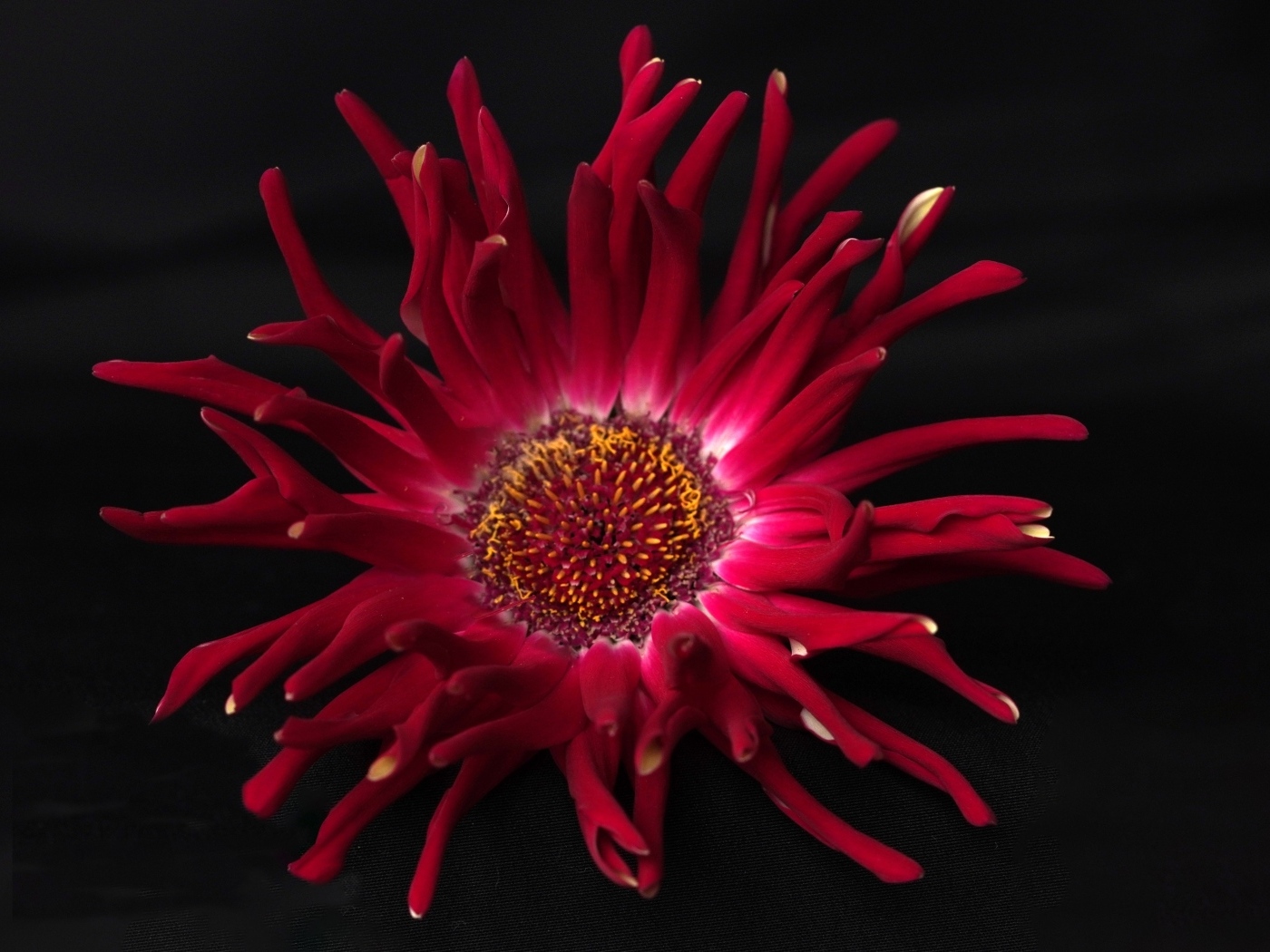 Красный цветок георгина с острыми лепестками на черном фоне