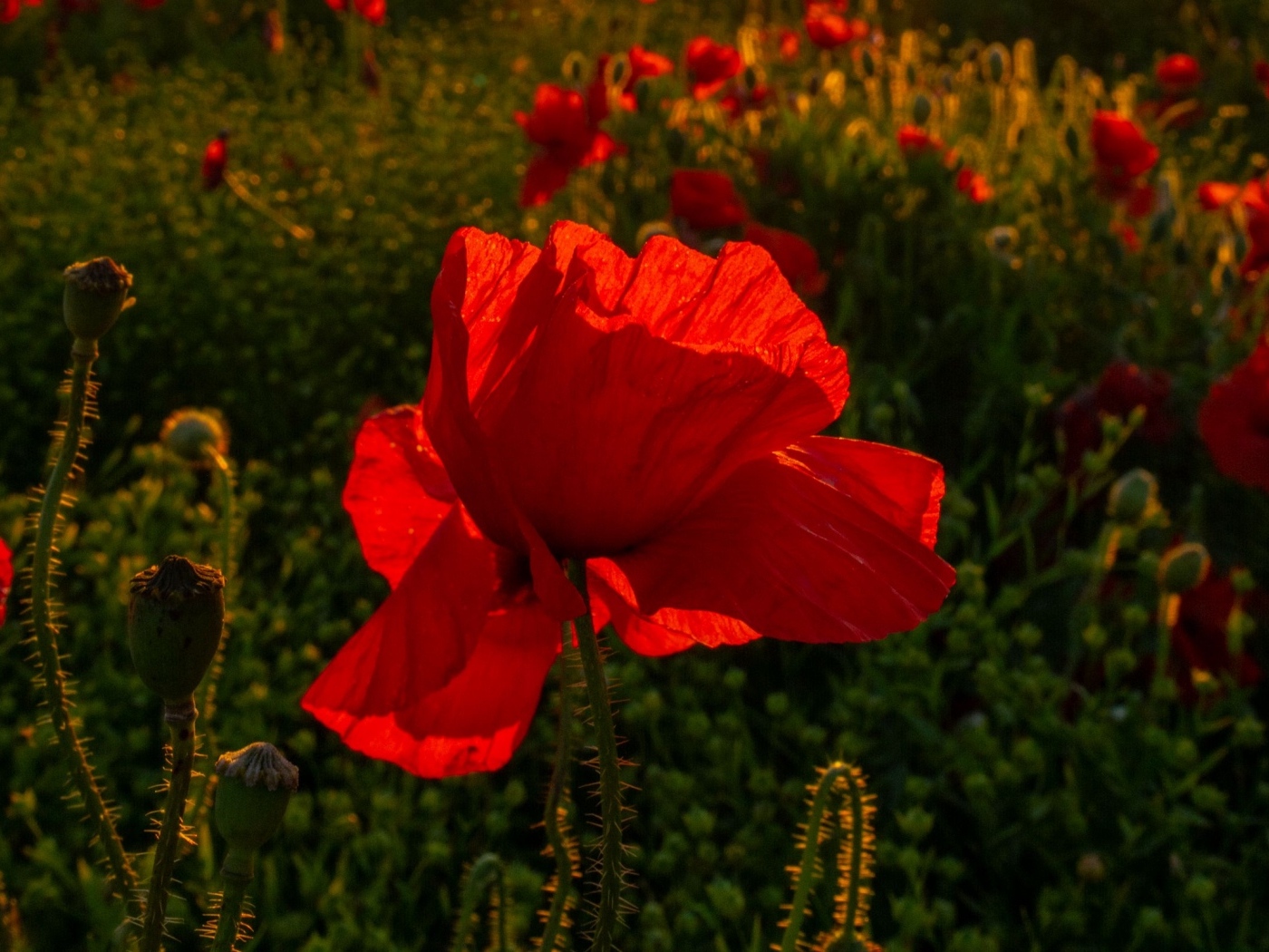 Красный полевой мак с хрупкими лепестками в лучах солнца