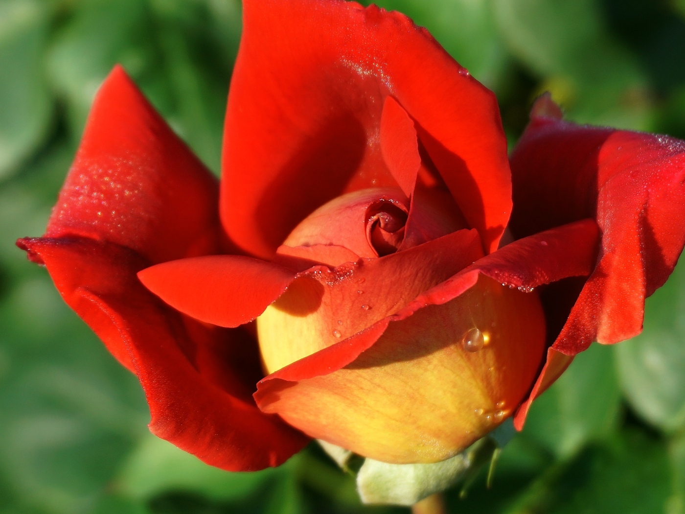 Красный цветок садовой розы крупным планом