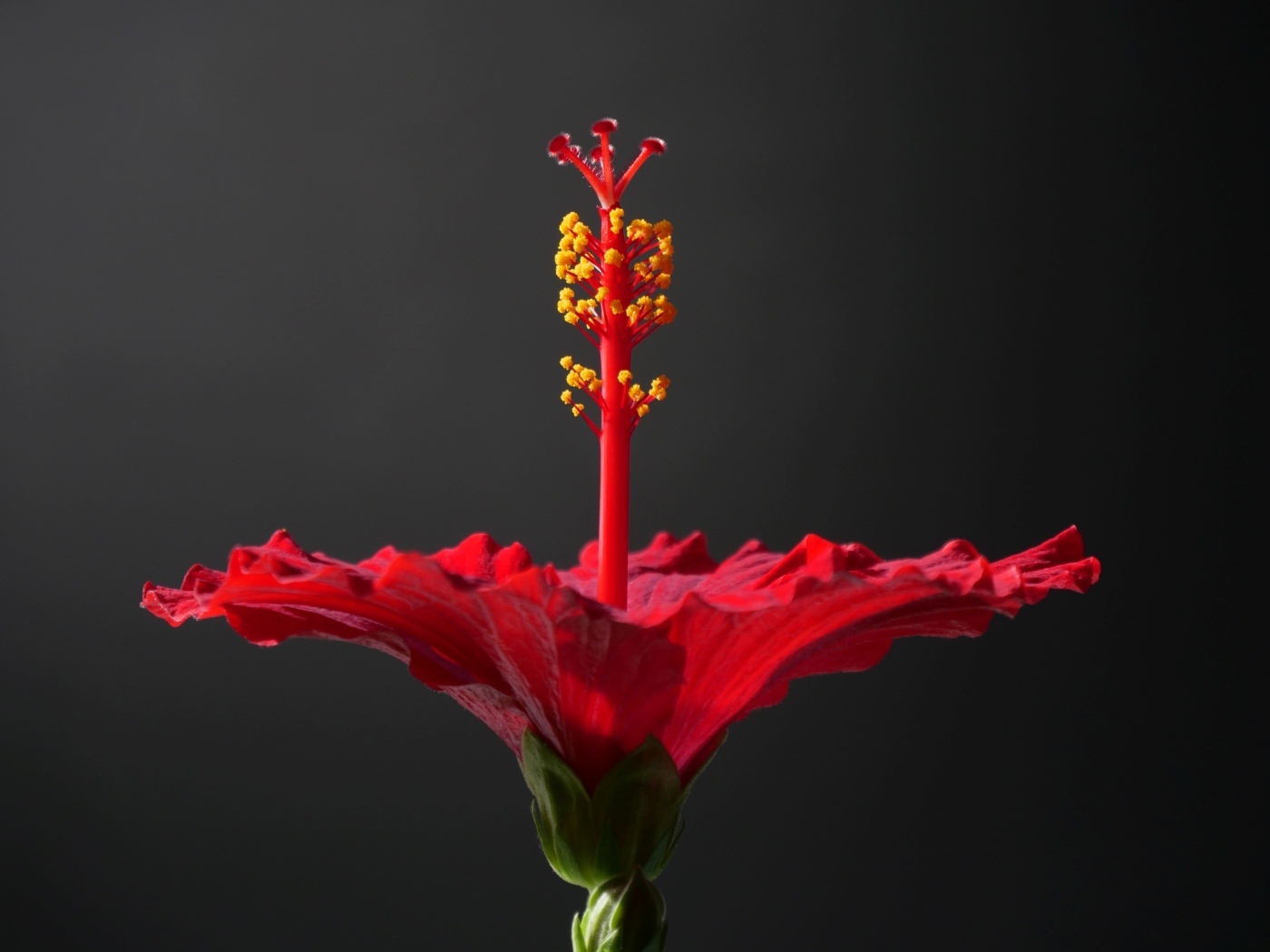 Красный гибискус на сером фоне