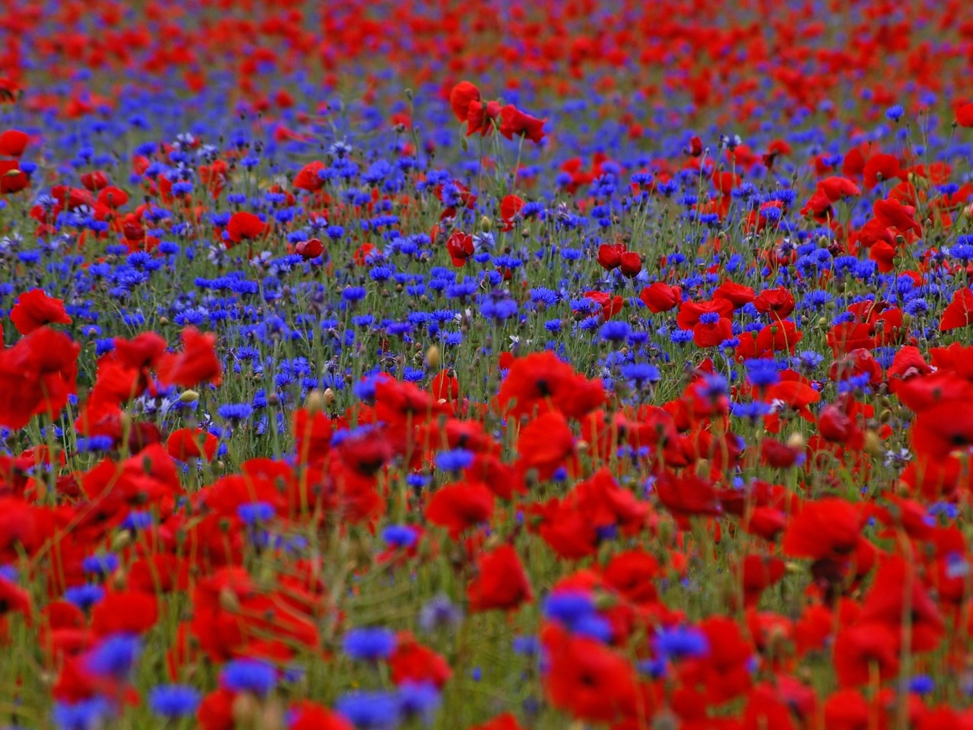 Красные маки и синие васильки на поле