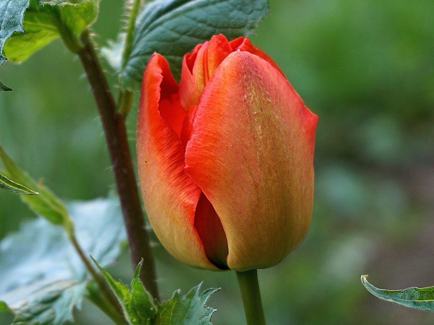 Красный нераспустившийся тюльпан крупным планом