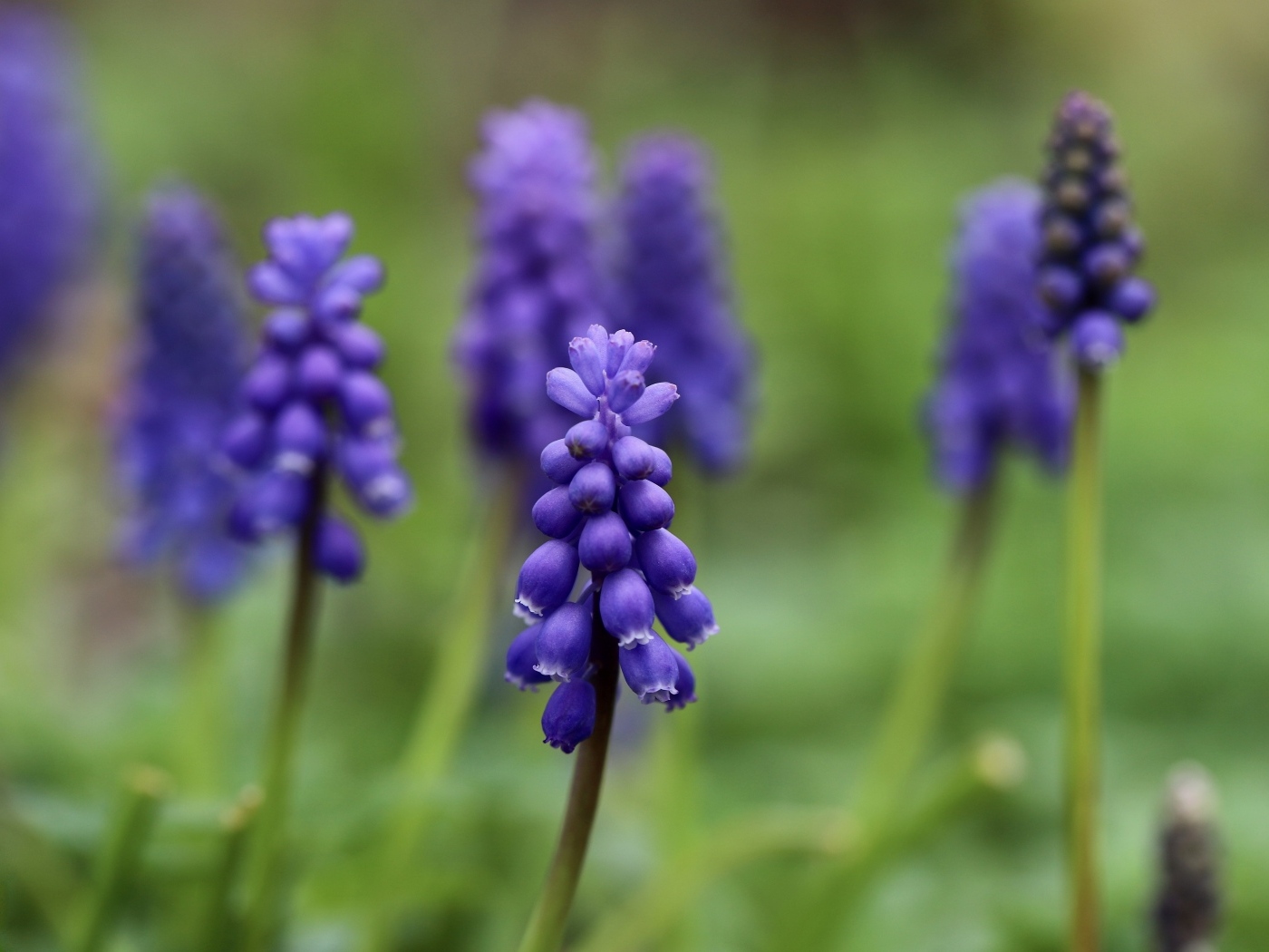 Маленькие весенние цветы мускари на зеленом фоне