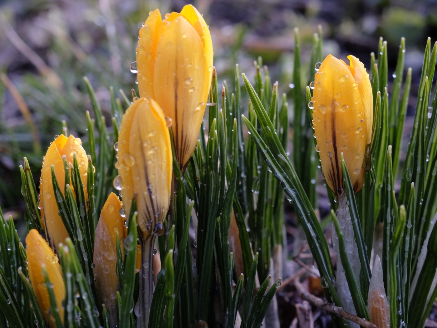 Маленькие желтые крокусы с зелеными листьями в каплях росы