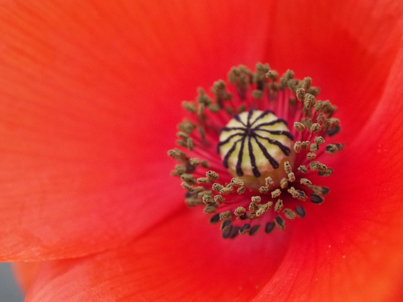 Серединка красного цветка мака крупным планом