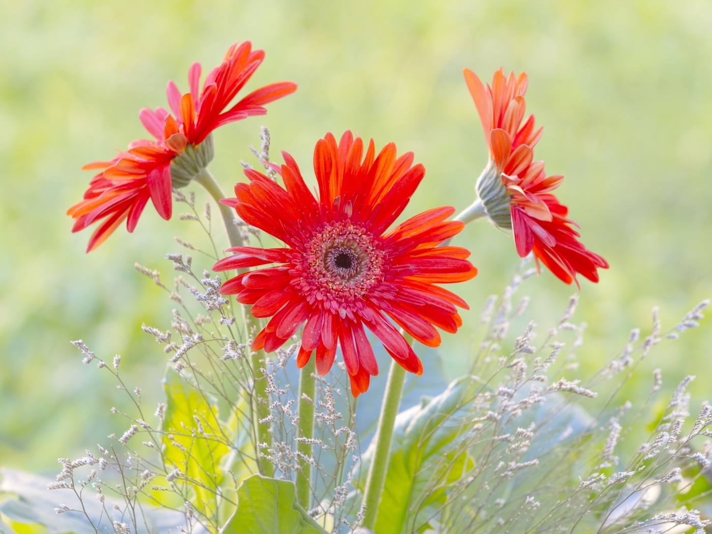 Три цветка герберы с колосьями 