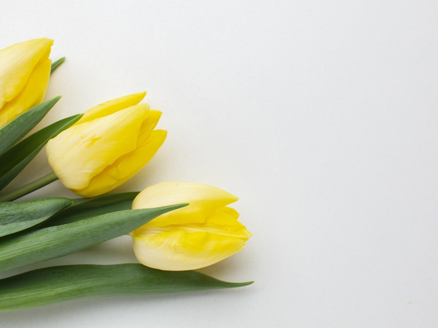 Три желтых тюльпана на сером фоне