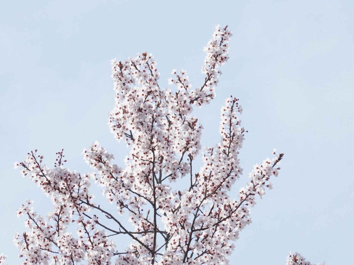 Дерево покрыто цветами на фоне голубого неба