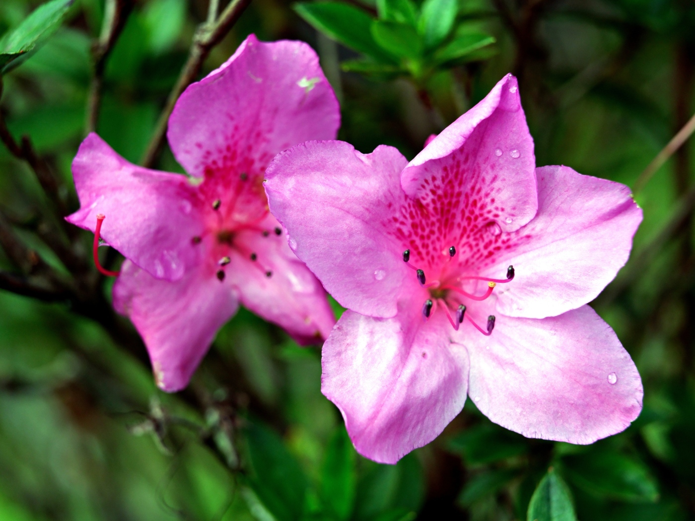 Два розовых цветка азалии крупным планом