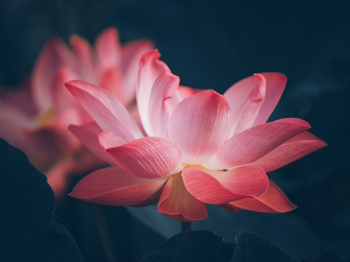 Два розовых цветка лотоса крупным планом