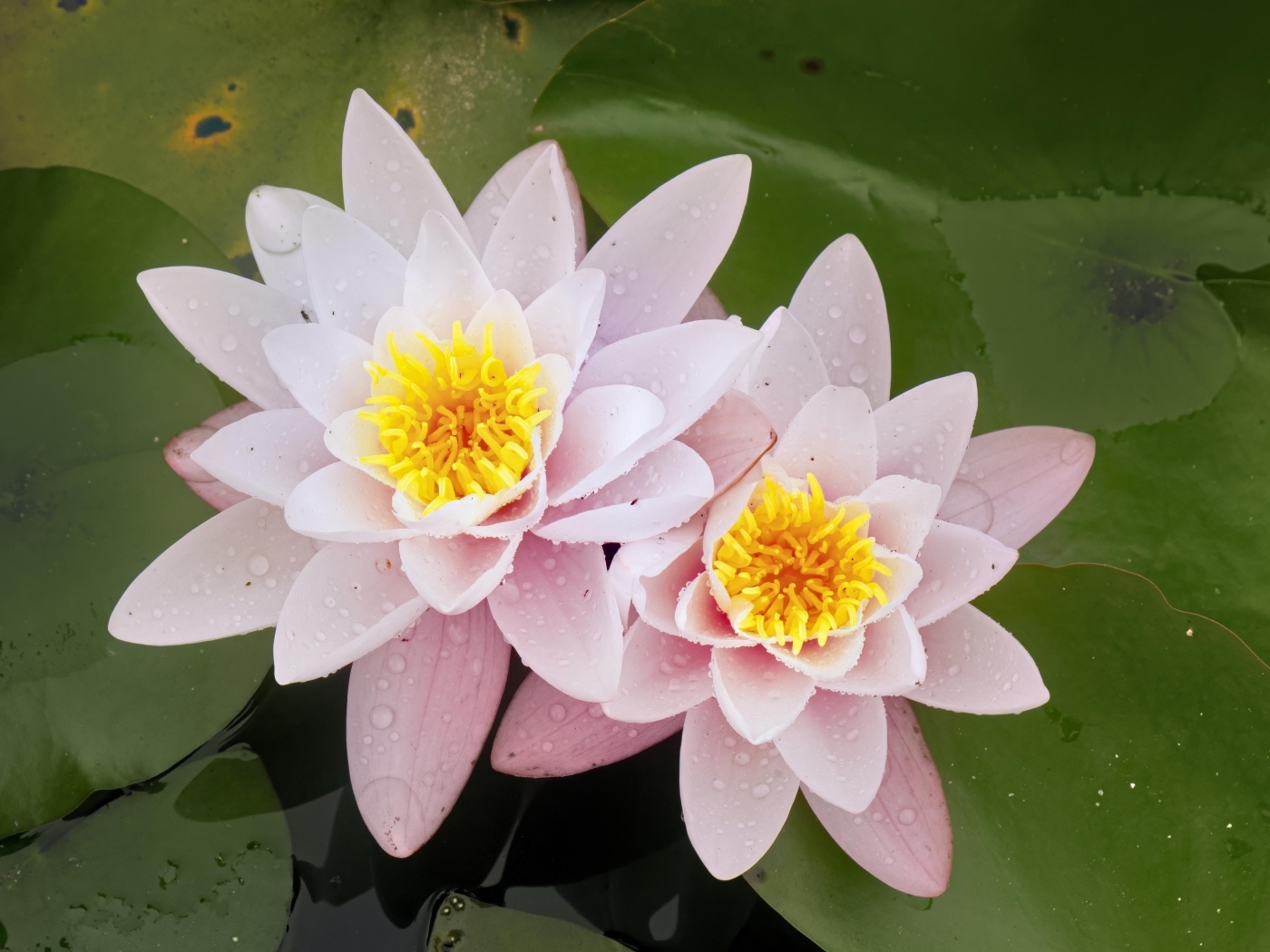 Две розовые водяные лилии в воде с зелеными листьями