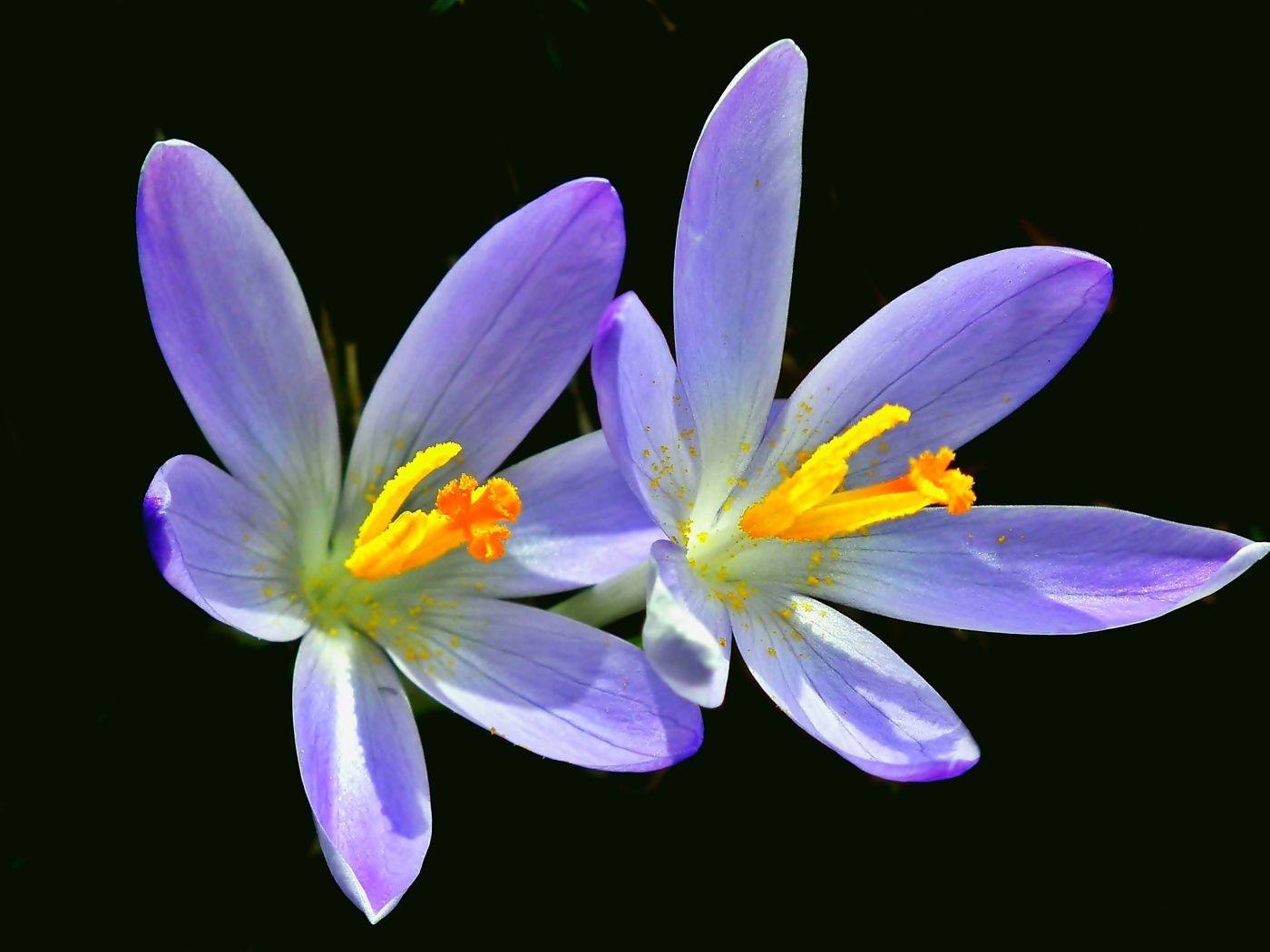 Два фиолетовых крокуса на черном фоне