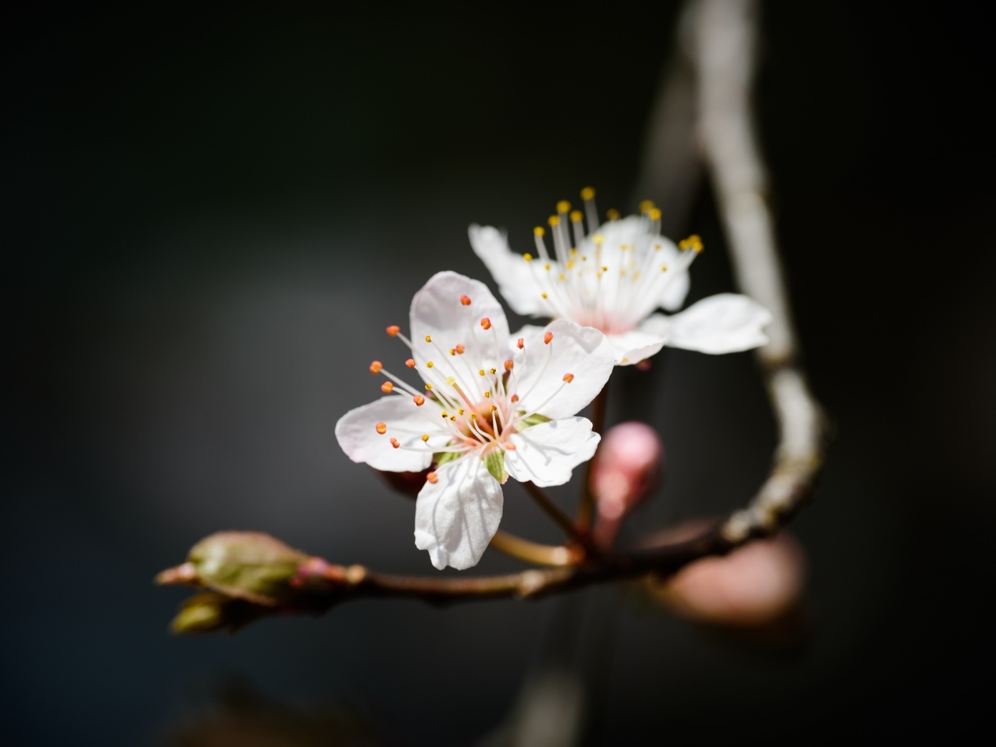 Два белых цветка вишни крупным планом