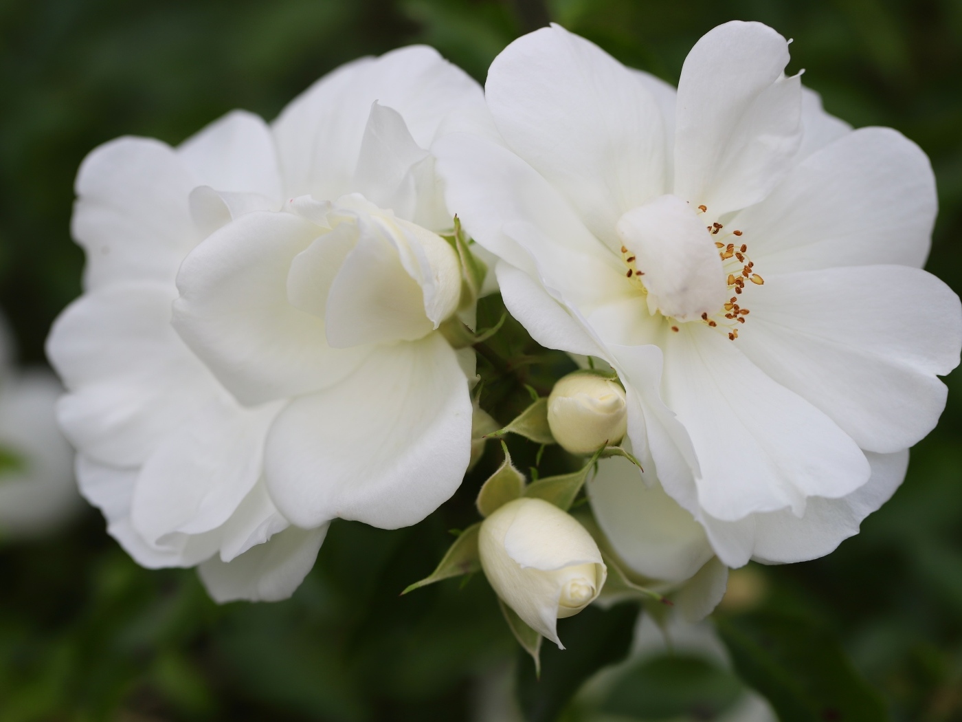 Две белые розы с бутонами крупным планом