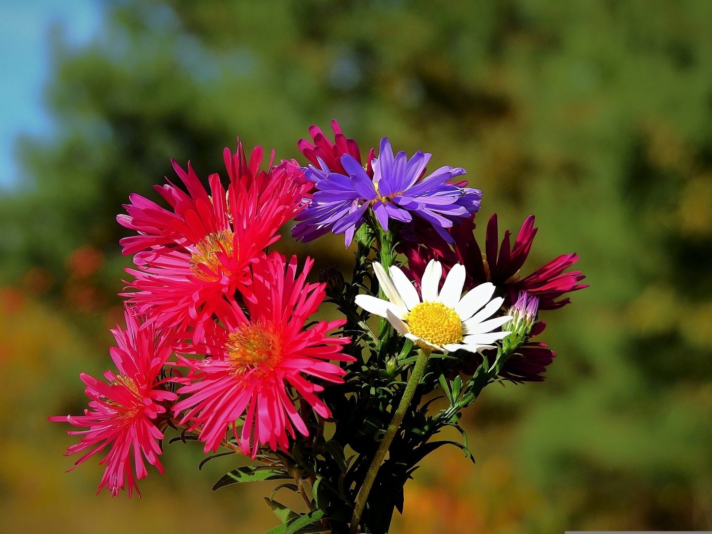 Пестрый букет осенних цветов астры