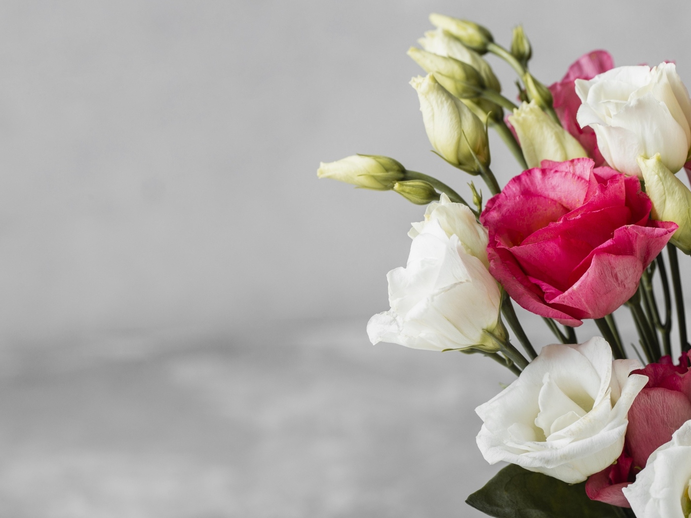 Белые и розовые цветы эустомы на сером фоне