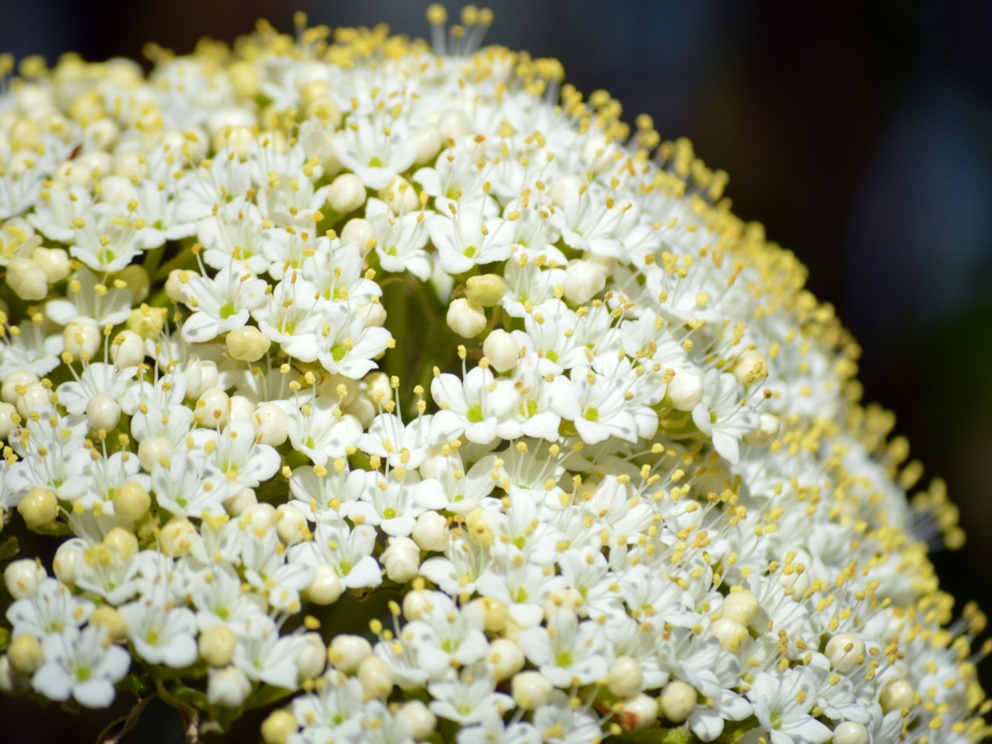 Белые распускающиеся цветы бузины