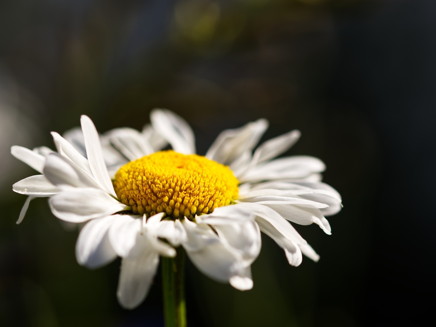 Белый цветок ромашки с нежными лепестками