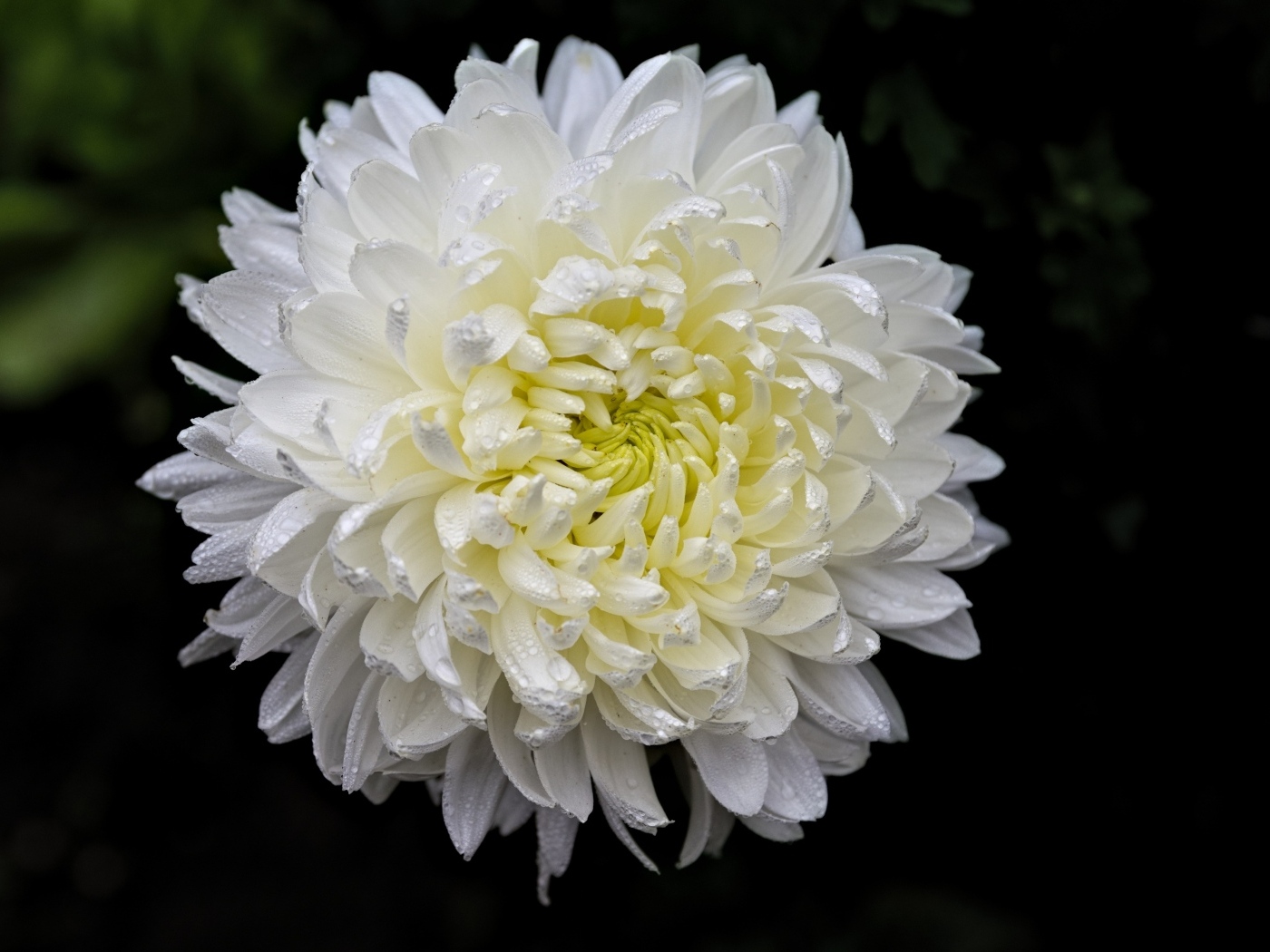 Белый цветок хризантемы в каплях росы