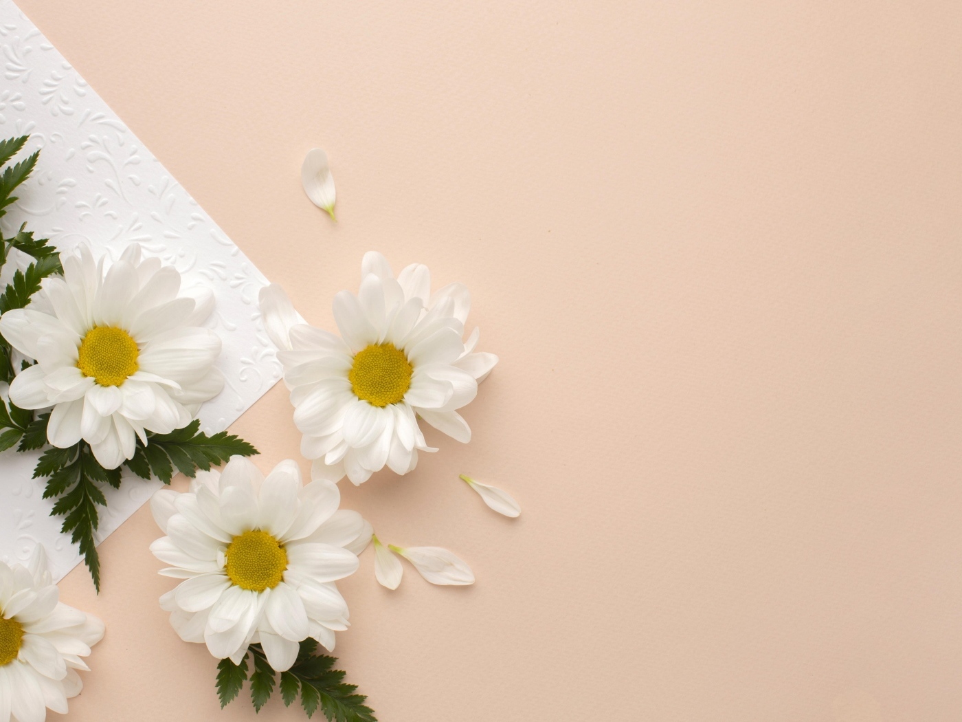 Белые хризантемы с зелеными листьями на розовом фоне