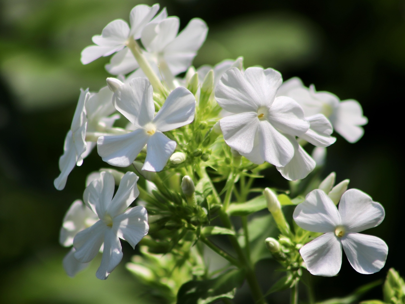 Белые нежные цветы флокс на клумбе летом