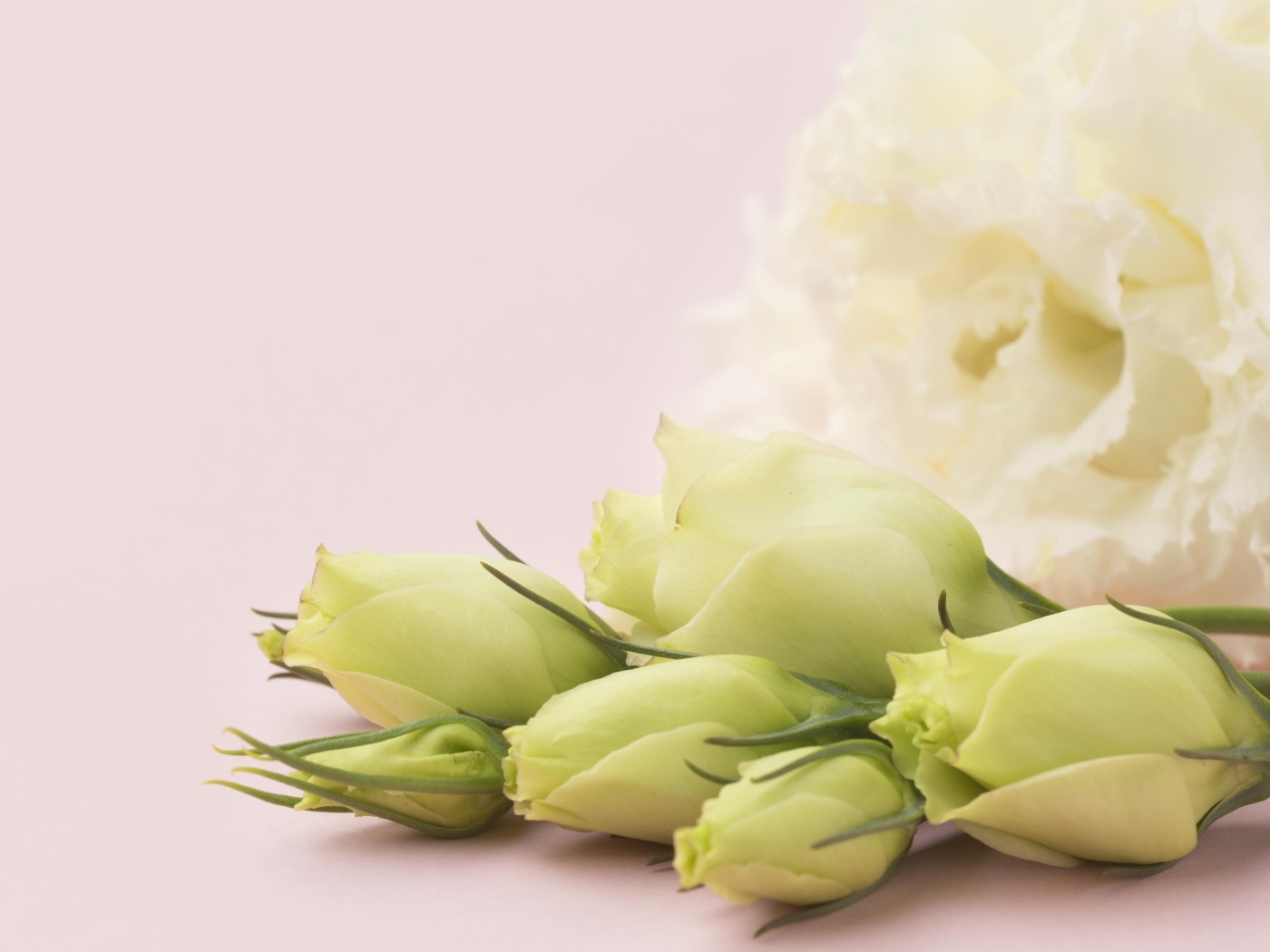 Белые цветы эустомы на розовом фоне крупным планом