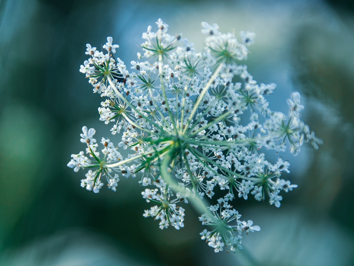 Белое цветущее полевое растение