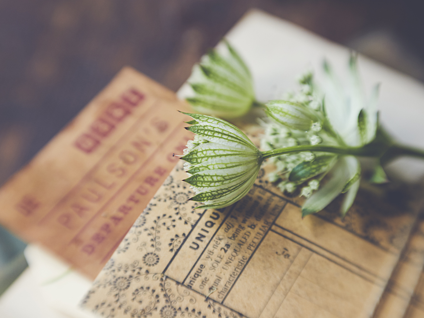 Белые цветы с бумагой на столе