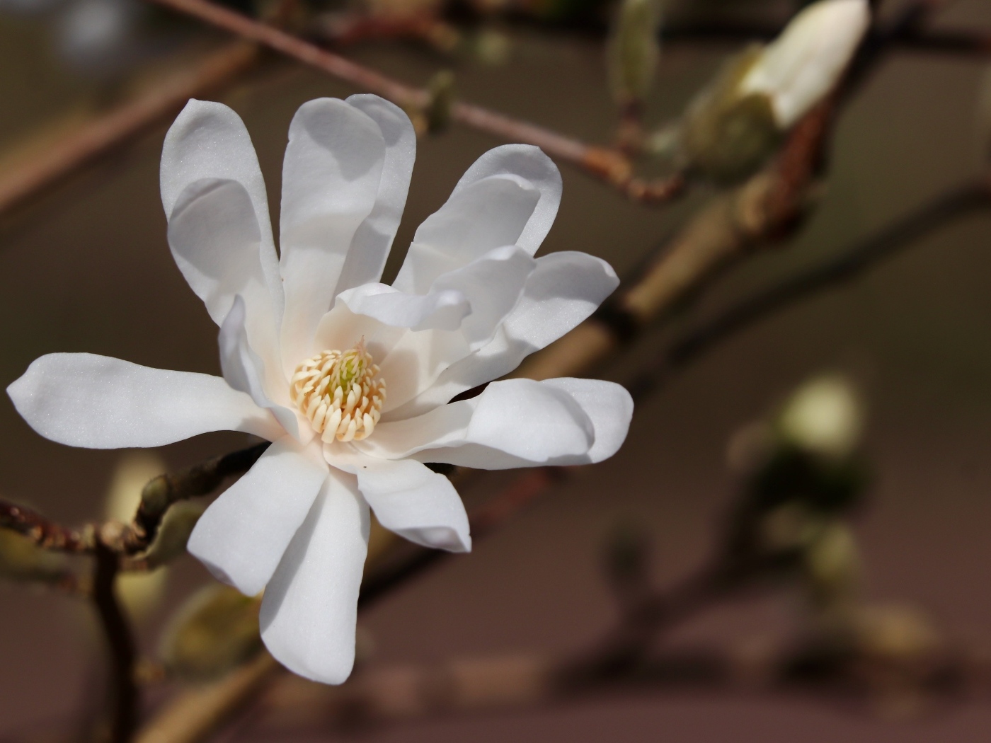 Белый цветок магнолии на ветке крупным планом