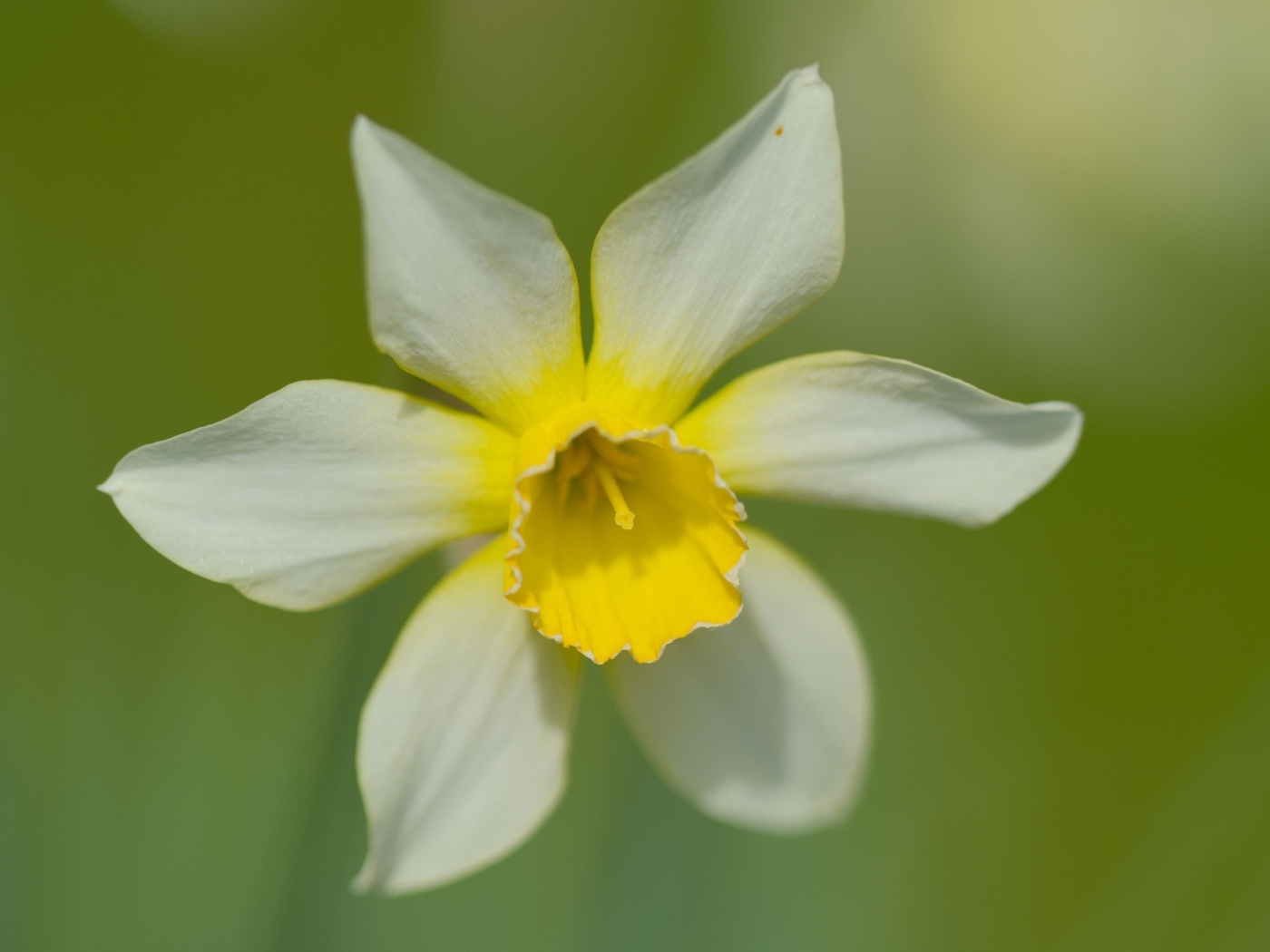 Белый цветок нарцисса с желтой серединкой крупным планом