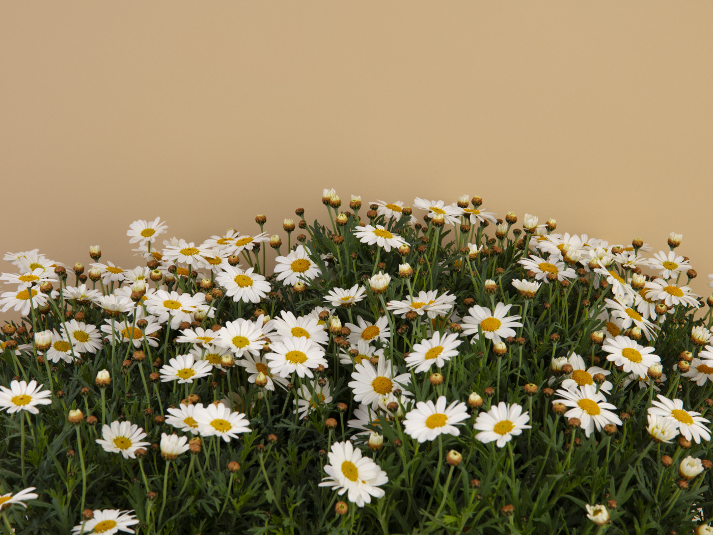 Белые маленькие ромашки на коричневом фоне