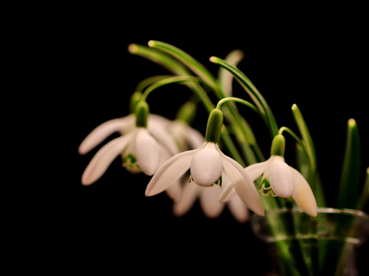 Белые маленькие подснежники в вазе на черном фоне