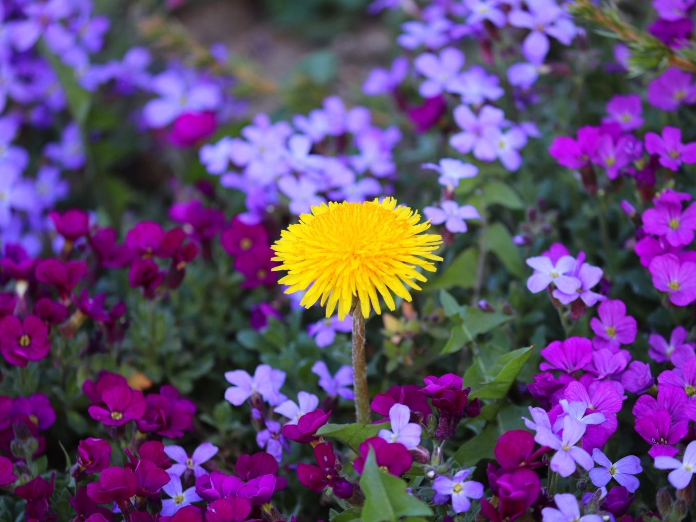 Желтый одуванчик в розовых цветах фиалки