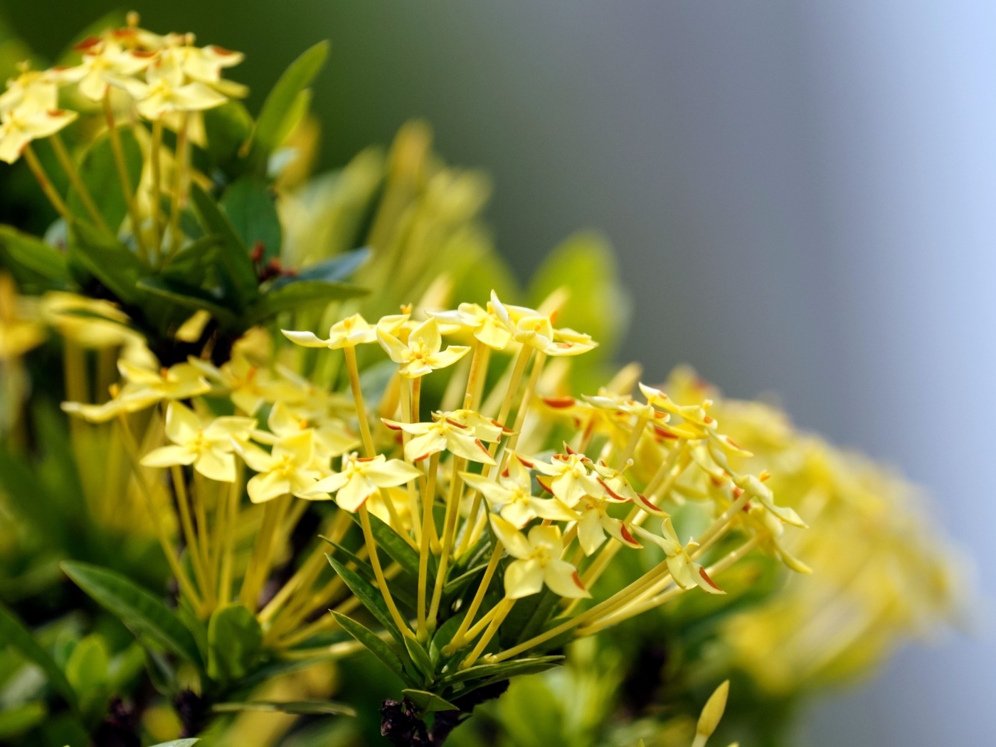 Желтые цветы иксора крупным планом