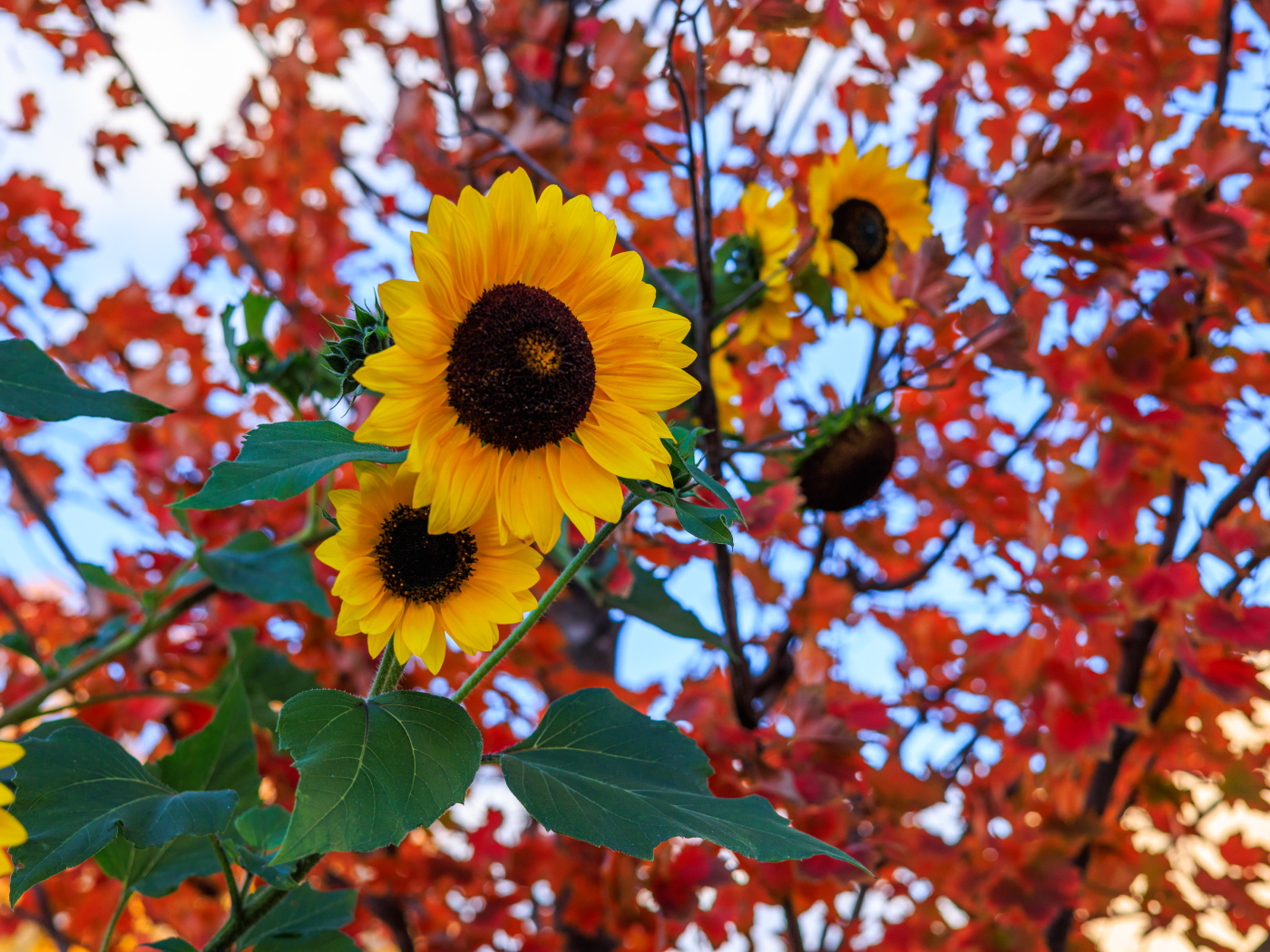 Желтые подсолнухи на фоне дерева с желтыми листьями