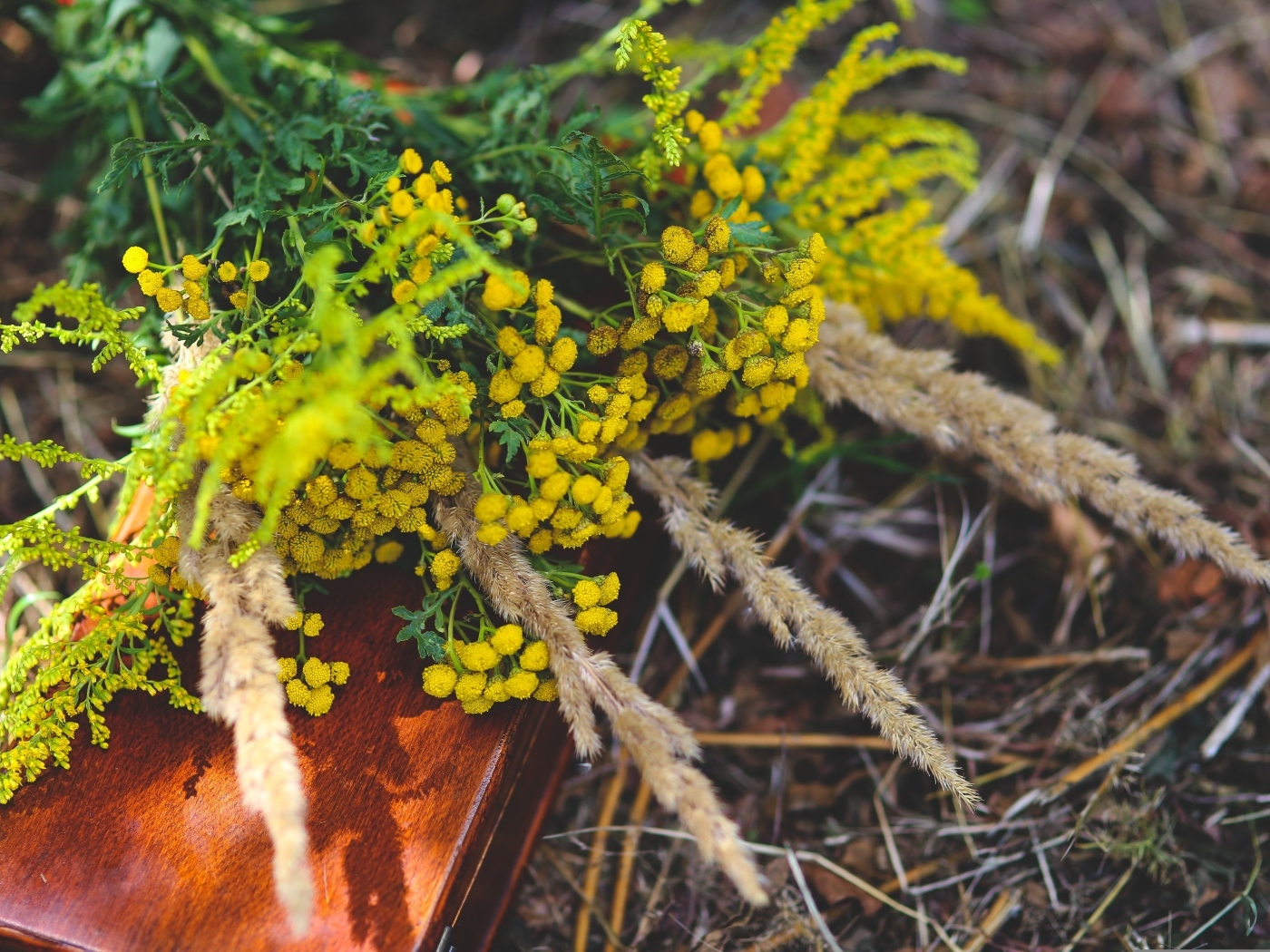 Желтые цветы пижмы на траве